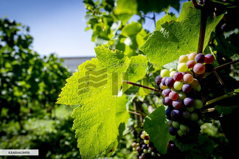 Illustration - The Making of Champagne