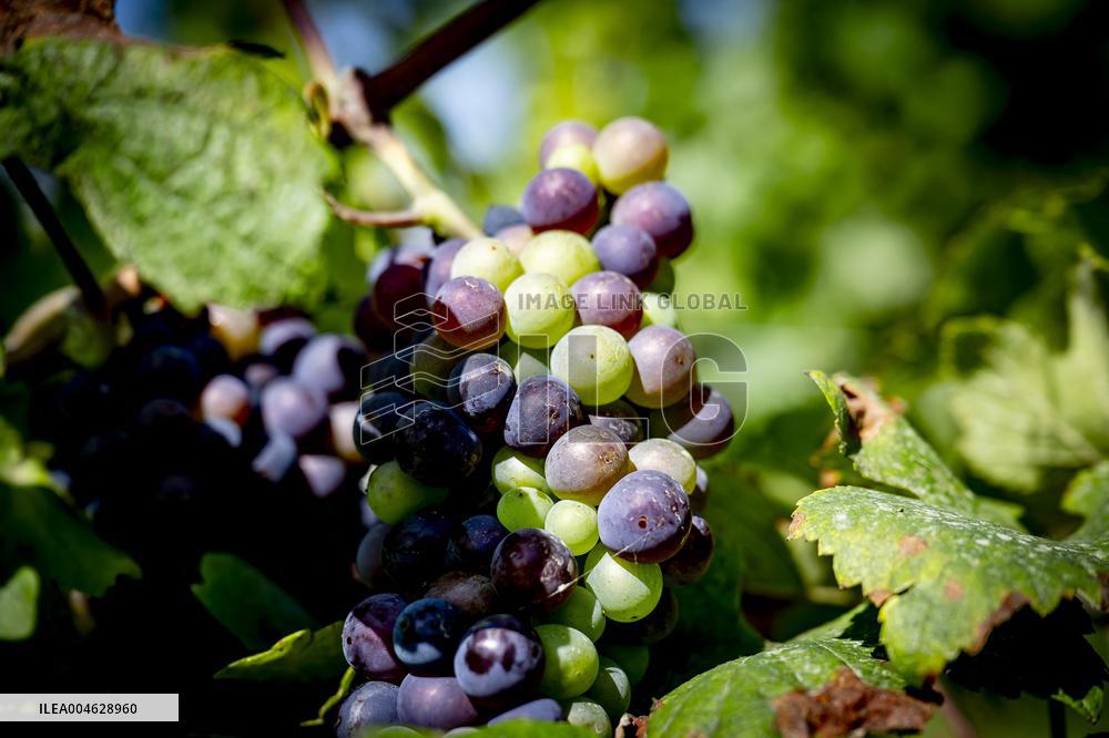 Illustration - The Making of Champagne