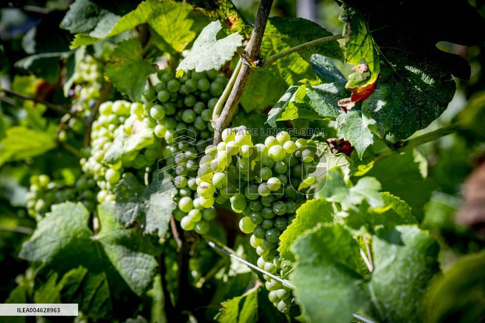 Illustration - The Making of Champagne