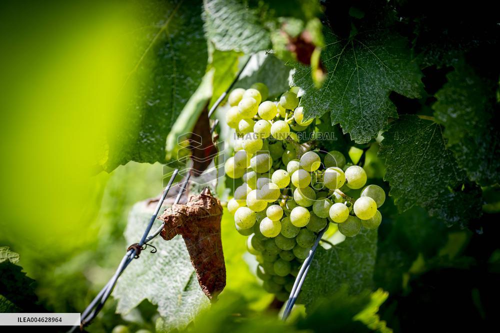 Illustration - The Making of Champagne