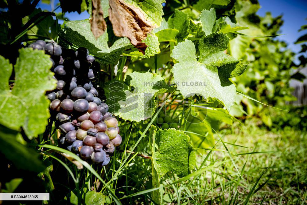 Illustration - The Making of Champagne