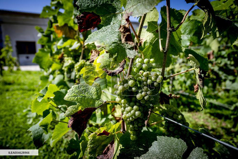 Illustration - The Making of Champagne