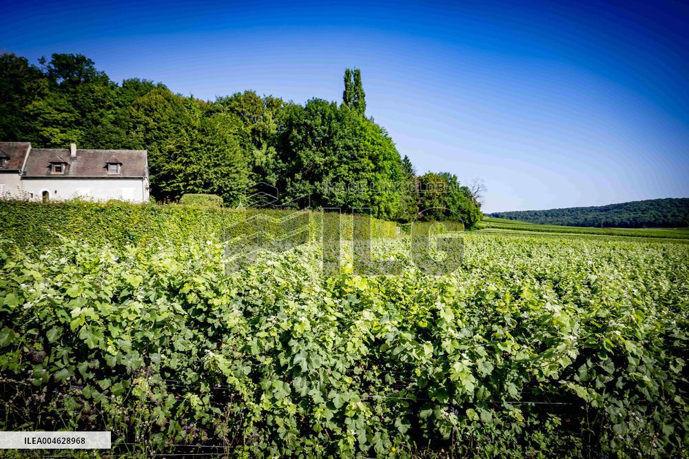 Illustration - The Making of Champagne