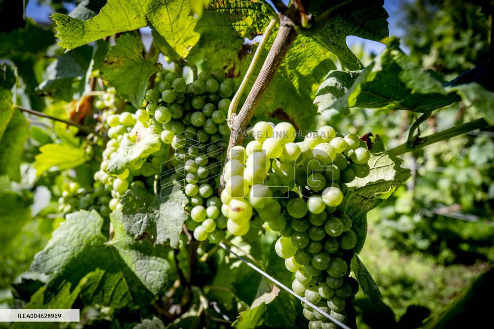 Illustration - The Making of Champagne