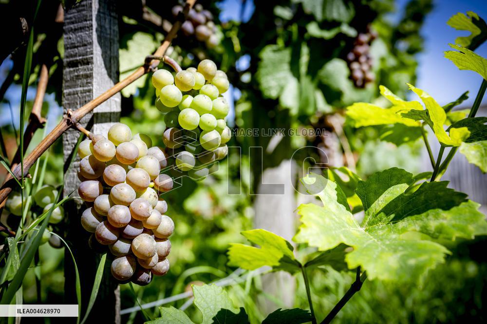 Illustration - The Making of Champagne