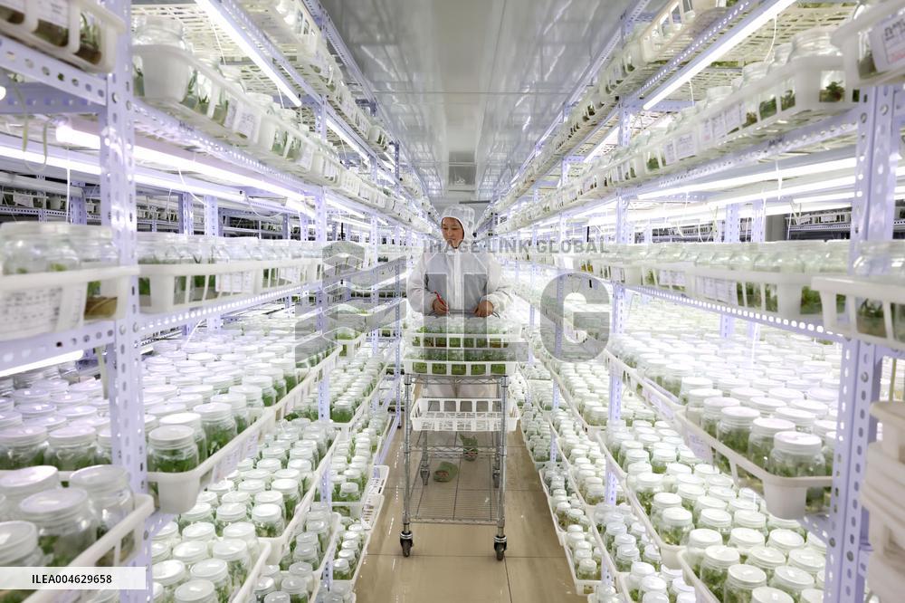 Succulent Cultivation Bases Large-scale Development