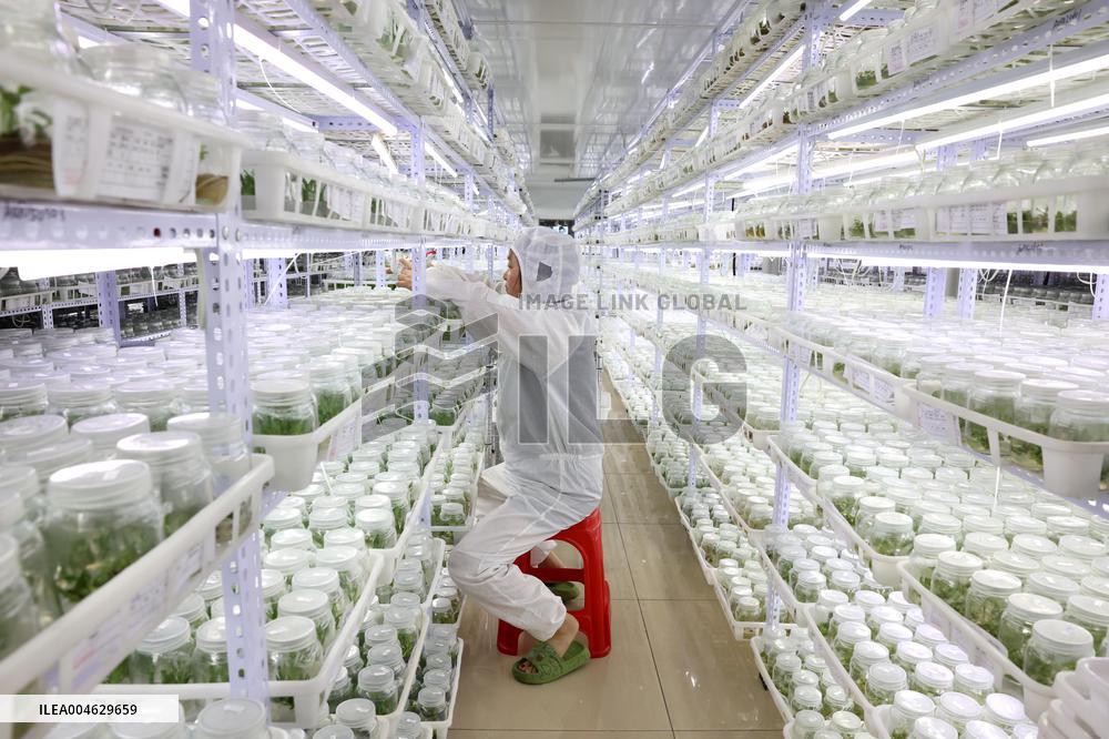 Succulent Cultivation Bases Large-scale Development