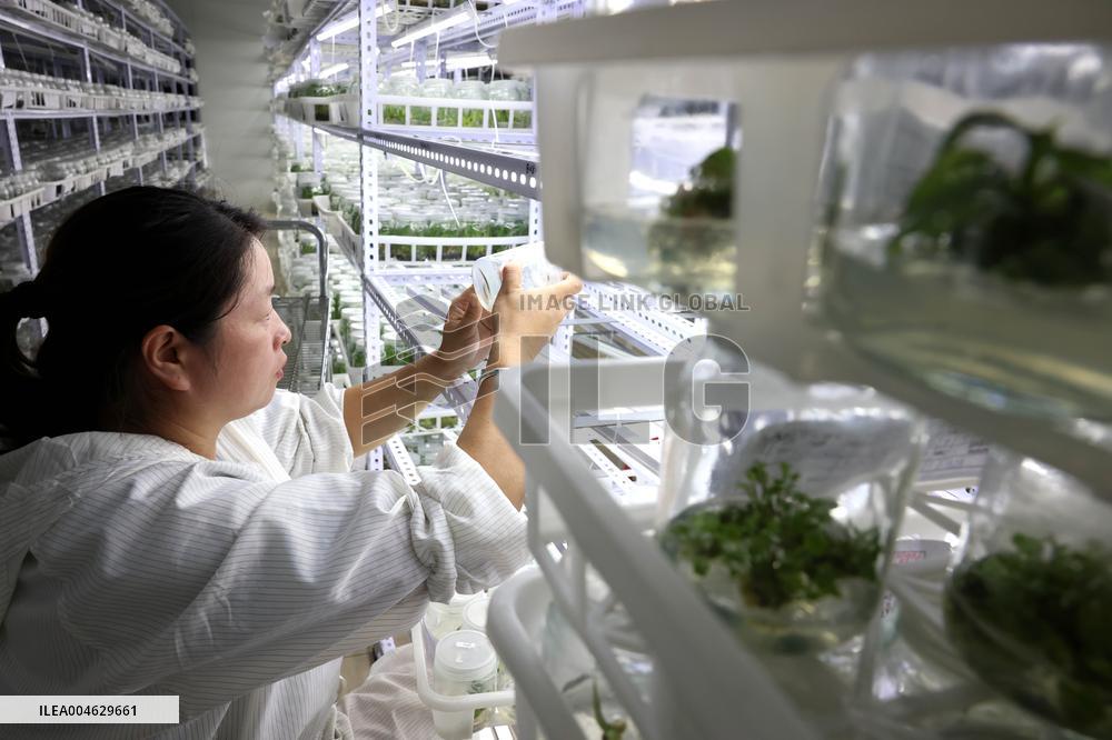 Succulent Cultivation Bases Large-scale Development