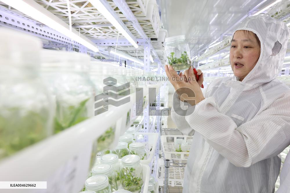 Succulent Cultivation Bases Large-scale Development