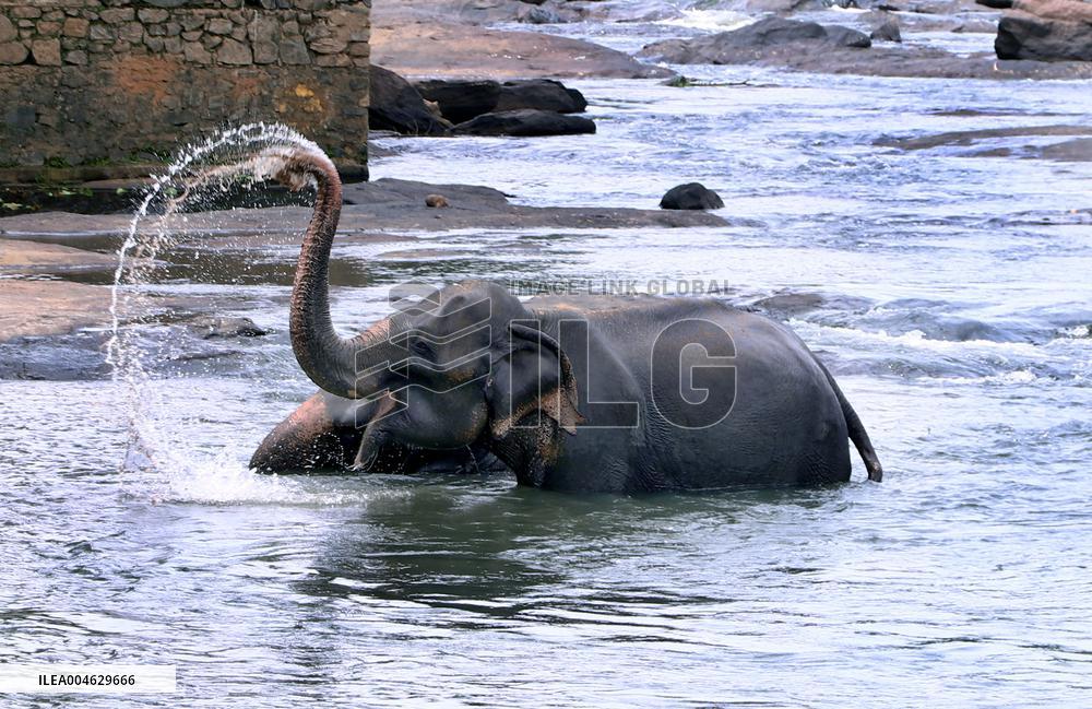 Pinnawala Elephant Orphanage - Sri Lanka