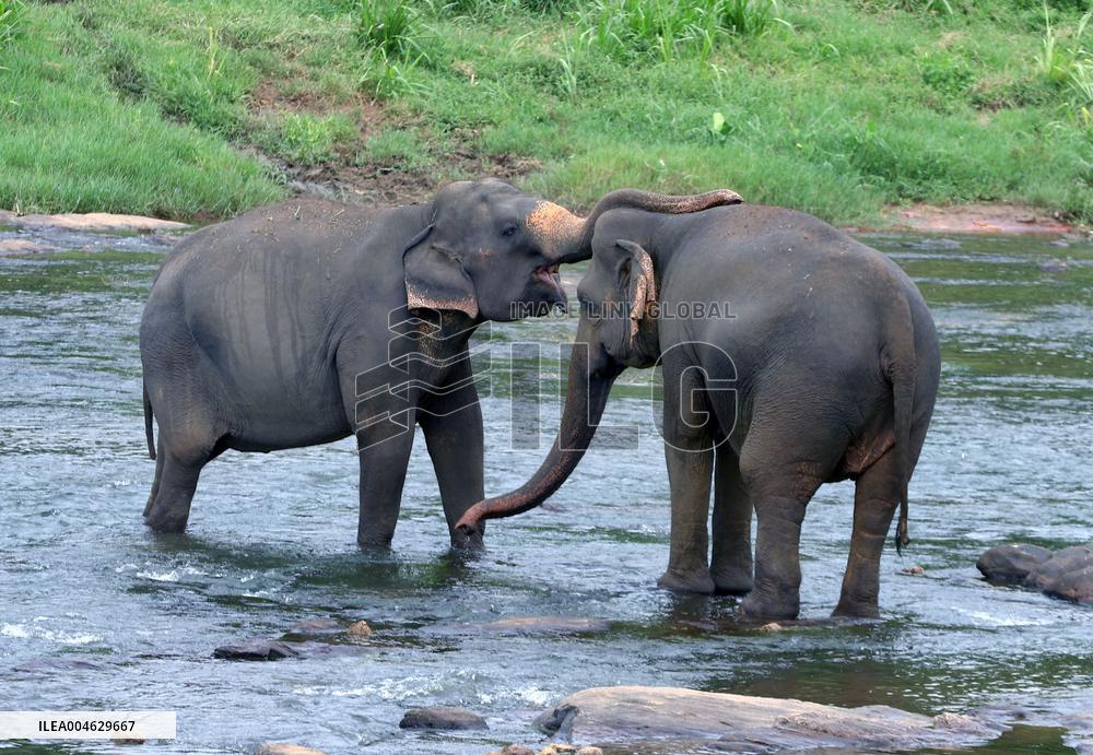 Pinnawala Elephant Orphanage - Sri Lanka