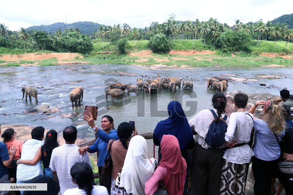 Pinnawala Elephant Orphanage - Sri Lanka