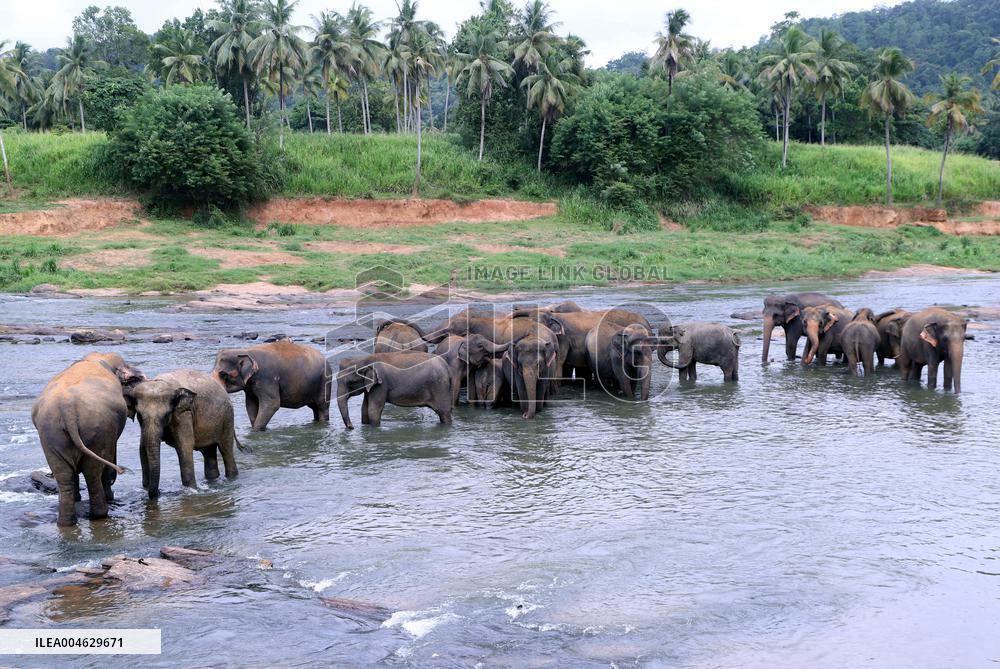 Pinnawala Elephant Orphanage - Sri Lanka
