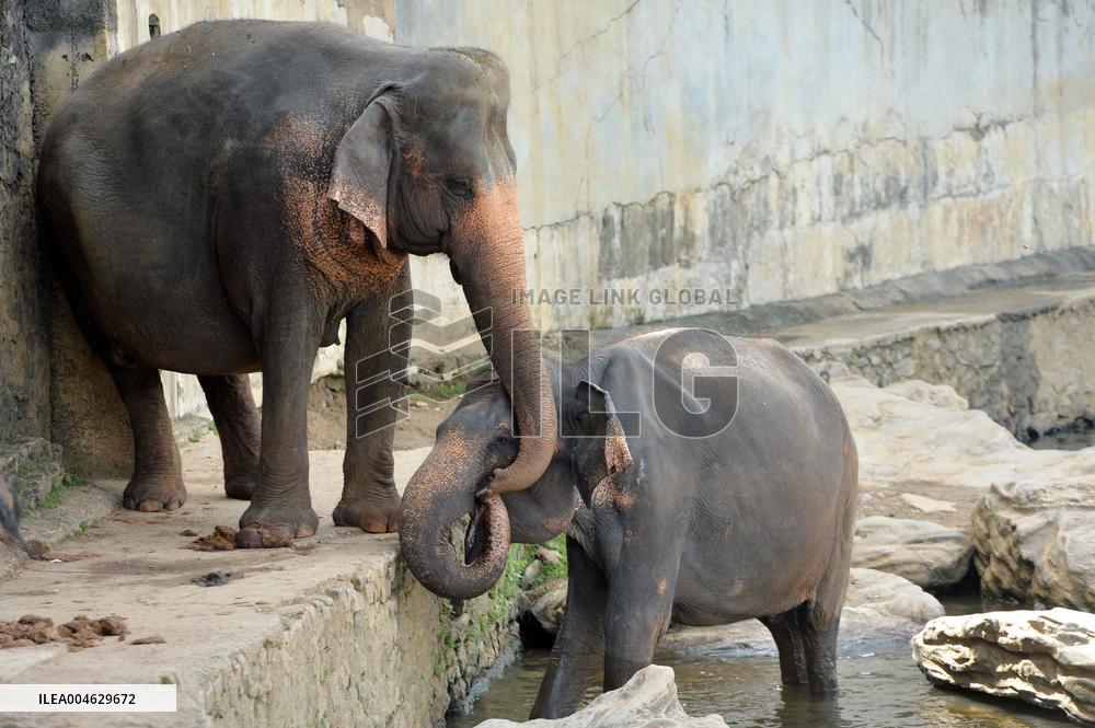 Pinnawala Elephant Orphanage - Sri Lanka