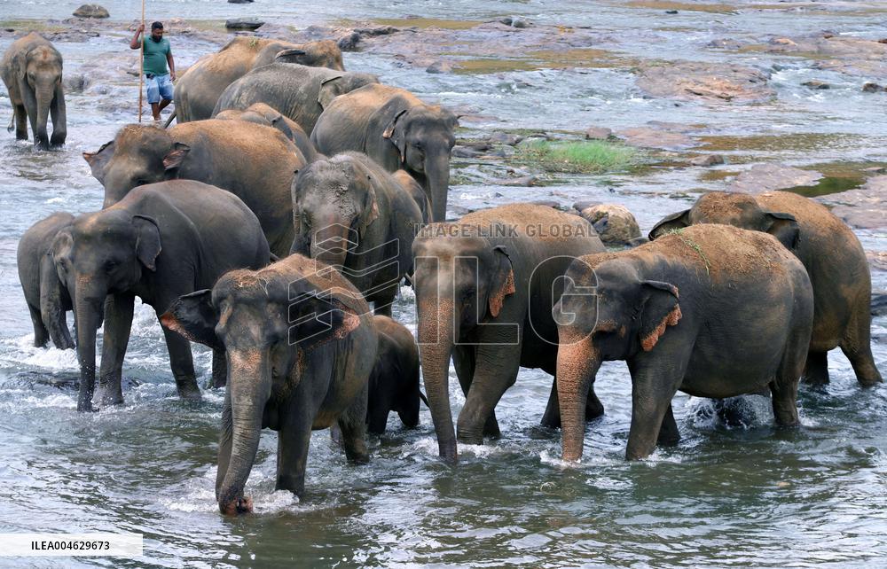 Pinnawala Elephant Orphanage - Sri Lanka