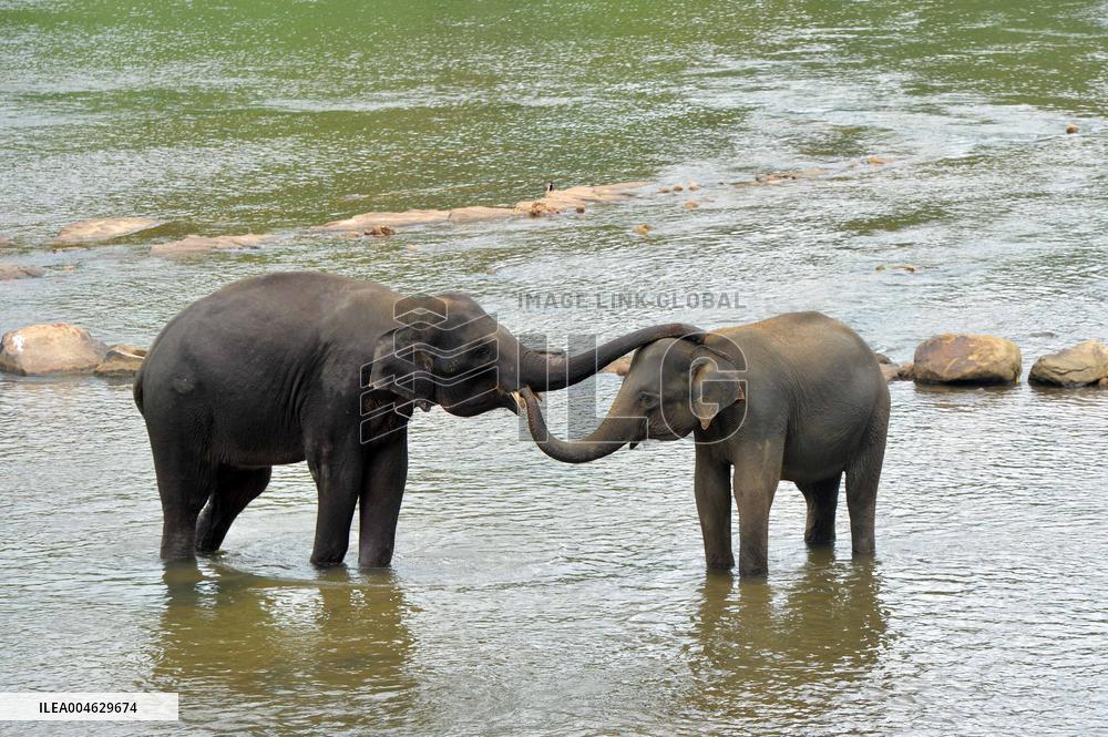 Pinnawala Elephant Orphanage - Sri Lanka