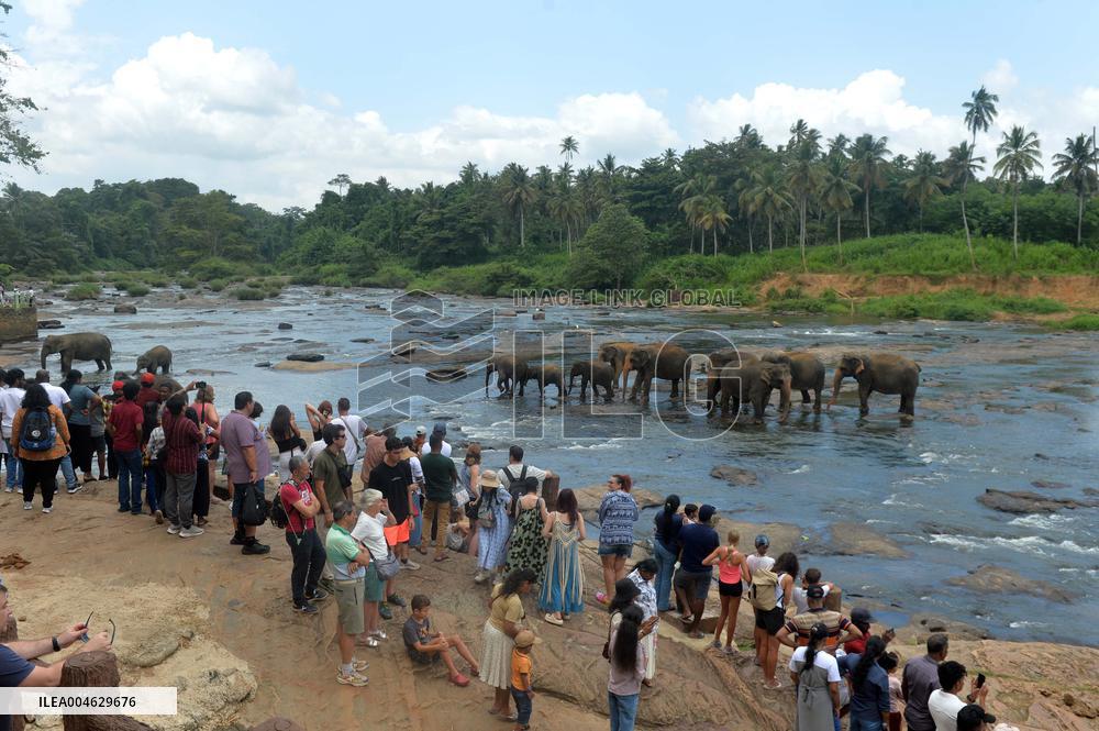 Pinnawala Elephant Orphanage - Sri Lanka