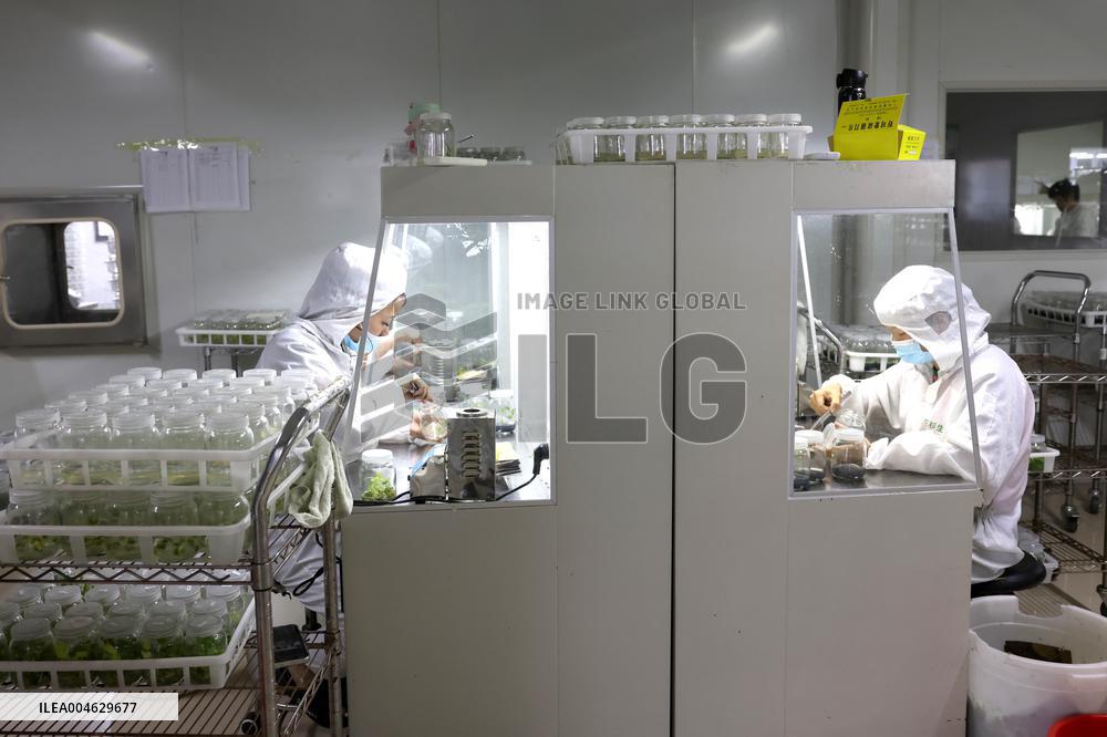 Succulent Cultivation Bases Large-scale Development