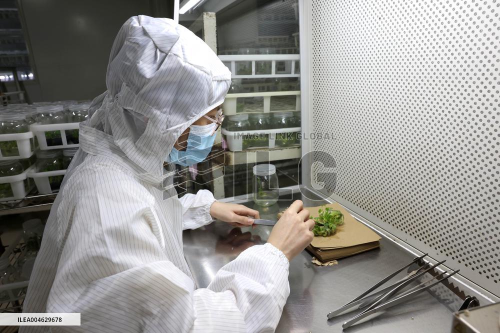 Succulent Cultivation Bases Large-scale Development