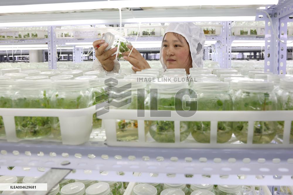 Succulent Cultivation Bases Large-scale Development