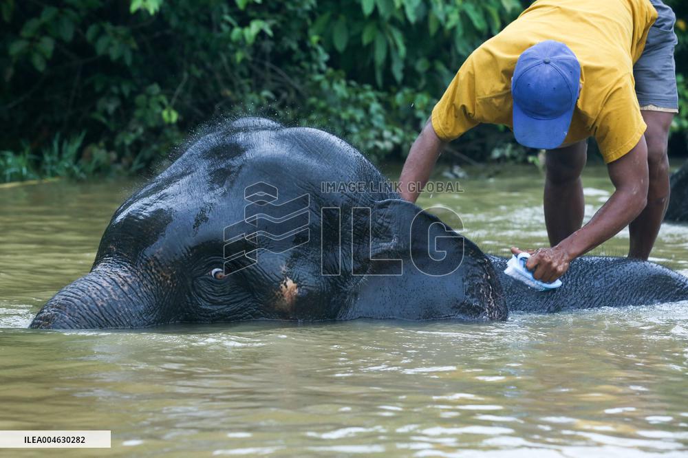 World Elephant Day In Bago - Myanmar