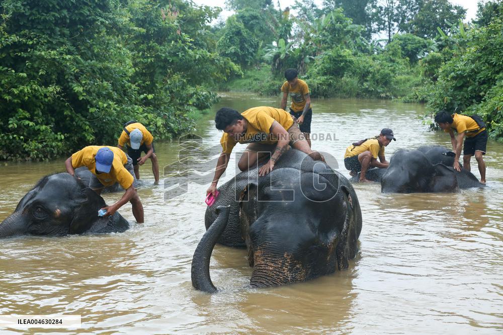 World Elephant Day In Bago - Myanmar