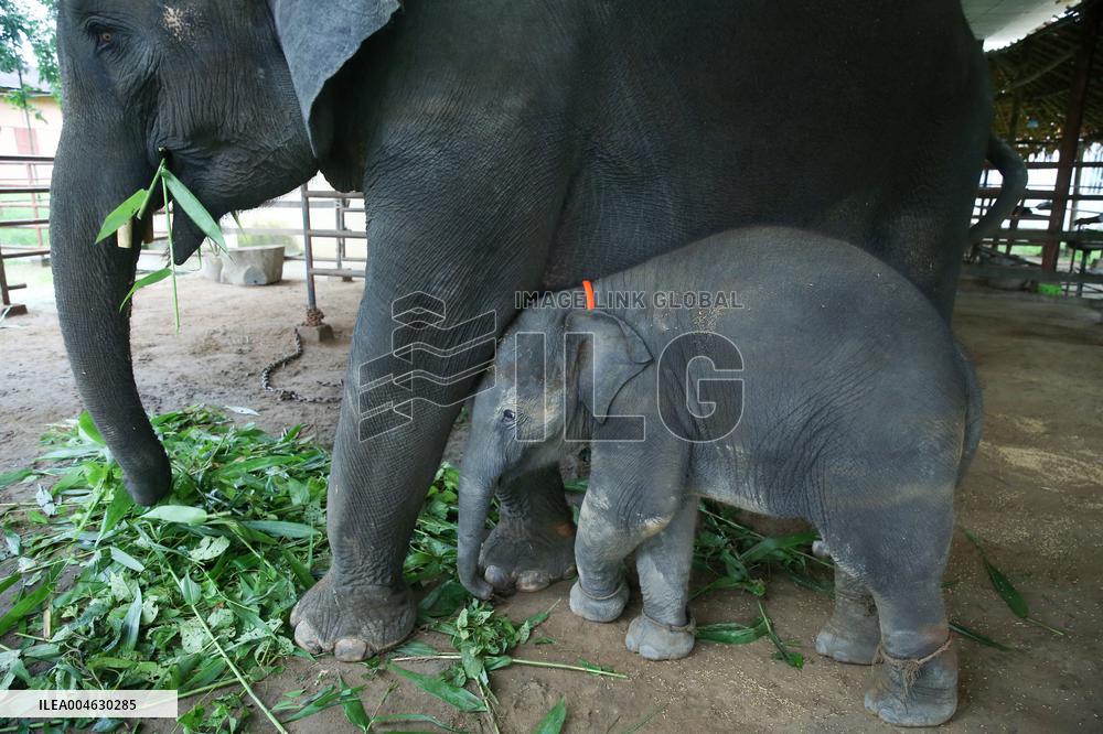 World Elephant Day In Bago - Myanmar