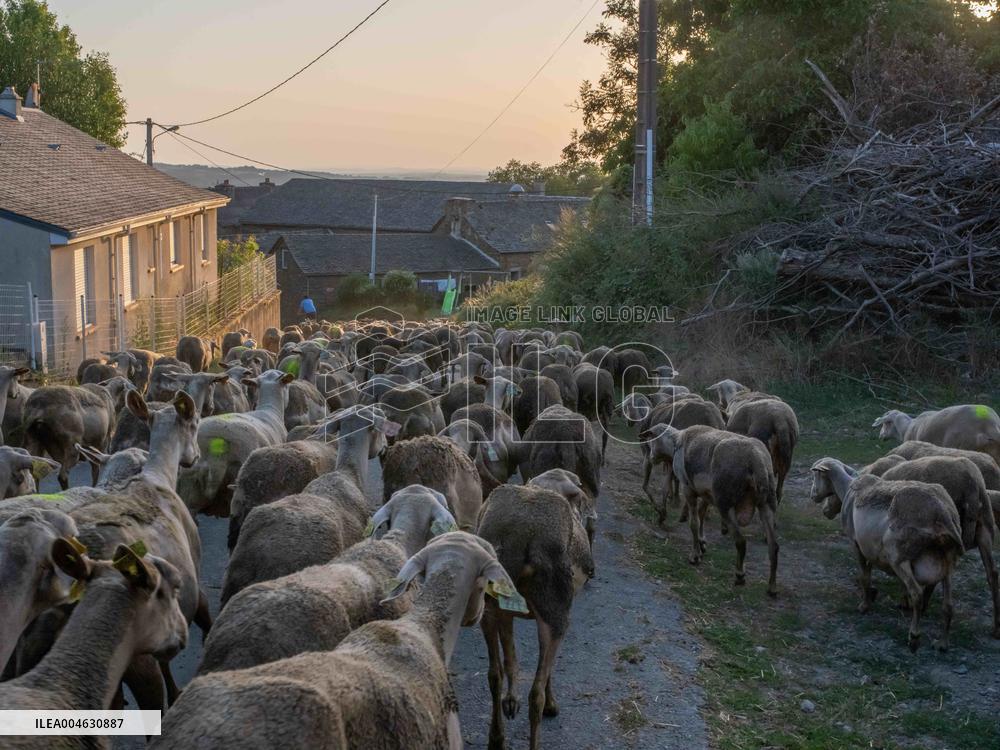 Sheep Farming Evening Pasture Due to High Temperatures in Arvieu - France