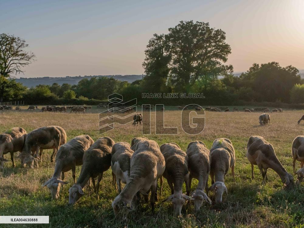 Sheep Farming Evening Pasture Due to High Temperatures in Arvieu - France