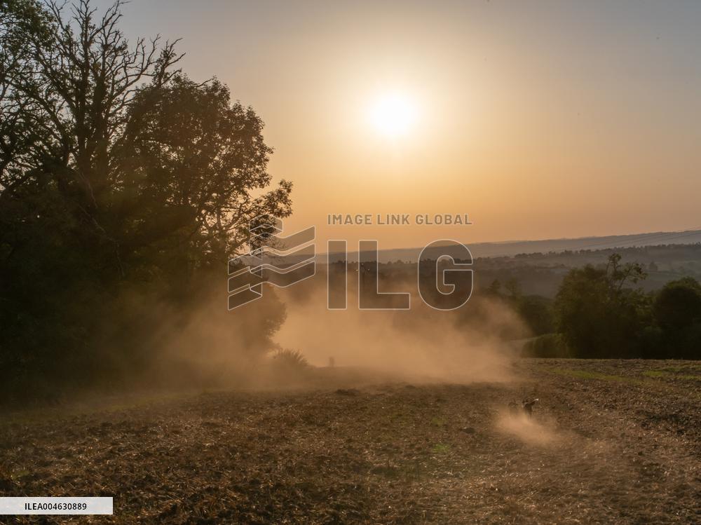 Sheep Farming Evening Pasture Due to High Temperatures in Arvieu - France