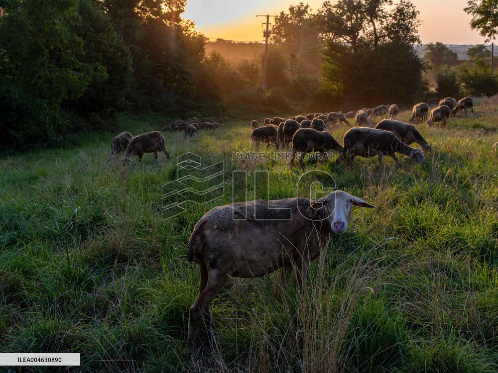 Sheep Farming Evening Pasture Due to High Temperatures in Arvieu - France