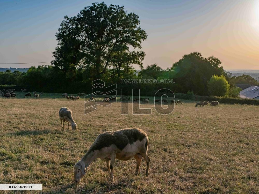 Sheep Farming Evening Pasture Due to High Temperatures in Arvieu - France