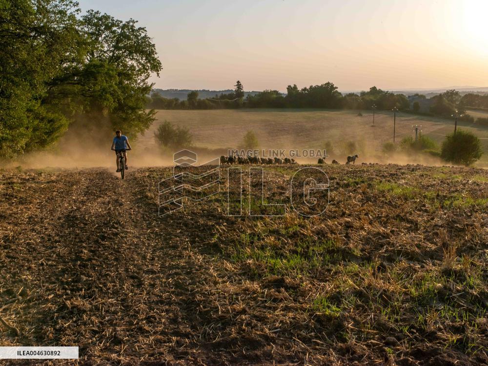 Sheep Farming Evening Pasture Due to High Temperatures in Arvieu - France