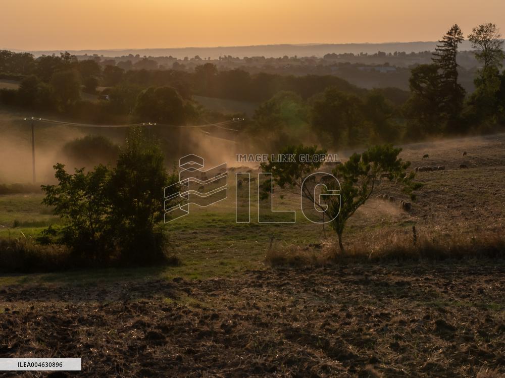 Sheep Farming Evening Pasture Due to High Temperatures in Arvieu - France