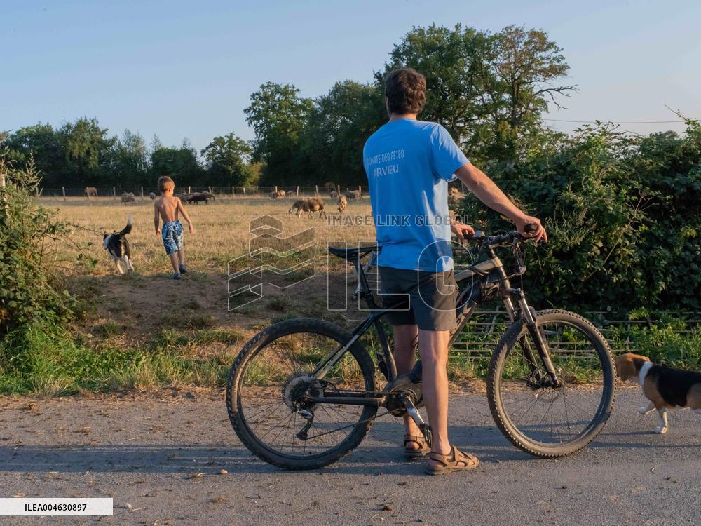 Sheep Farming Evening Pasture Due to High Temperatures in Arvieu - France