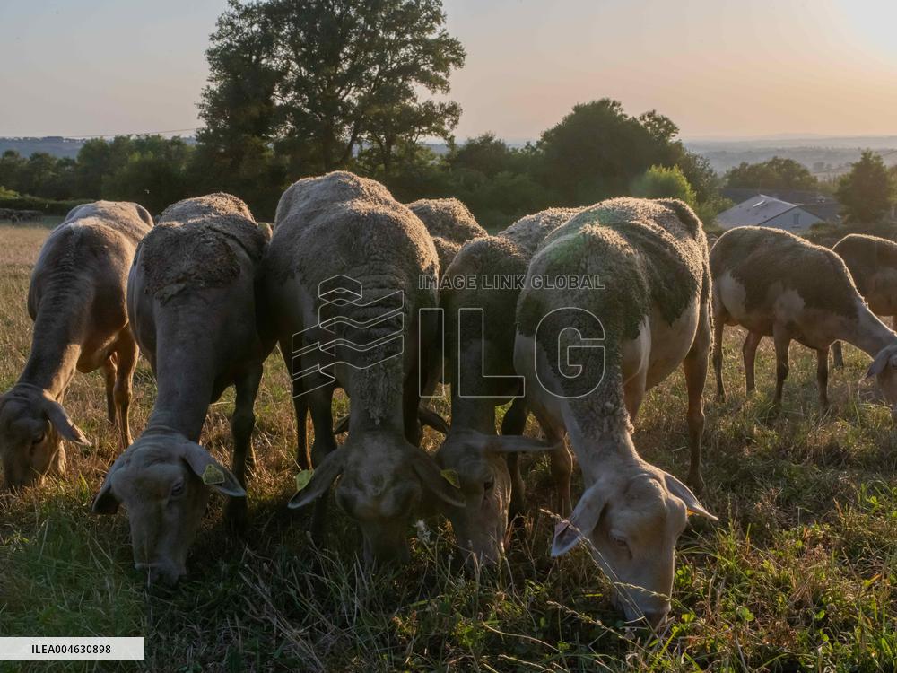 Sheep Farming Evening Pasture Due to High Temperatures in Arvieu - France