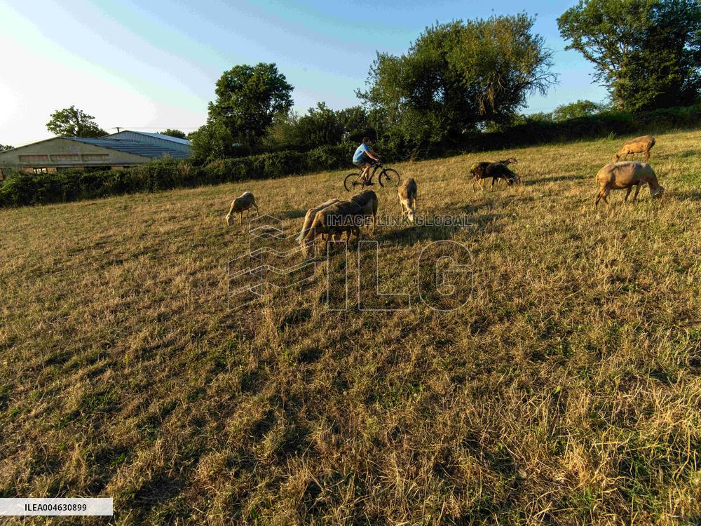 Sheep Farming Evening Pasture Due to High Temperatures in Arvieu - France