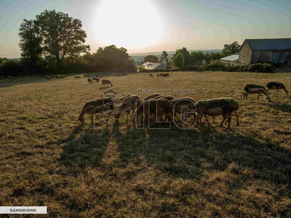 Sheep Farming Evening Pasture Due to High Temperatures in Arvieu - France