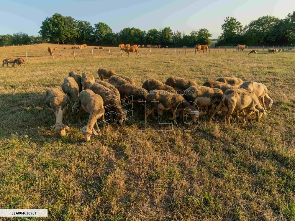 Sheep Farming Evening Pasture Due to High Temperatures in Arvieu - France