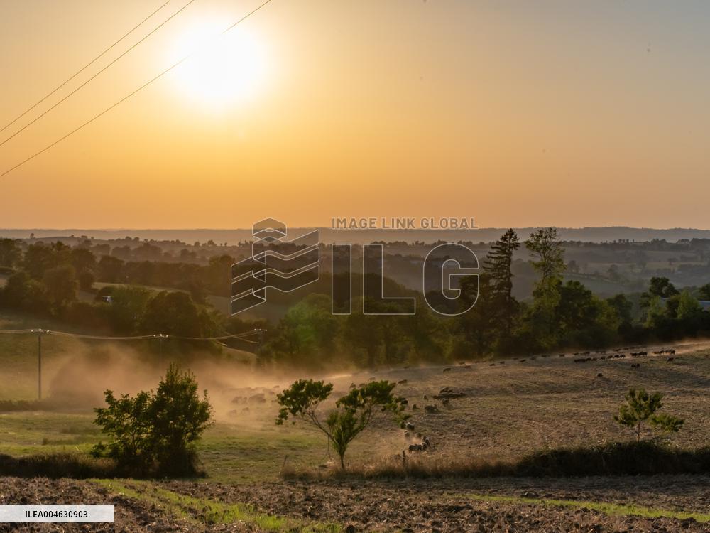 Sheep Farming Evening Pasture Due to High Temperatures in Arvieu - France