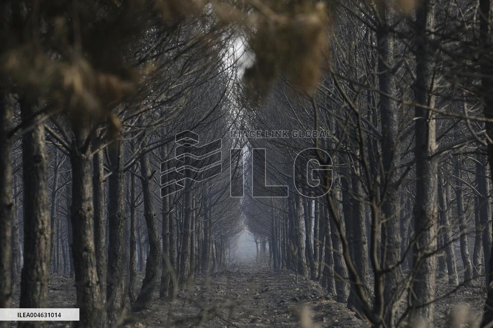 One Dead and More than 5,000 People Evacuated as Fires Ravage Leon - Spain