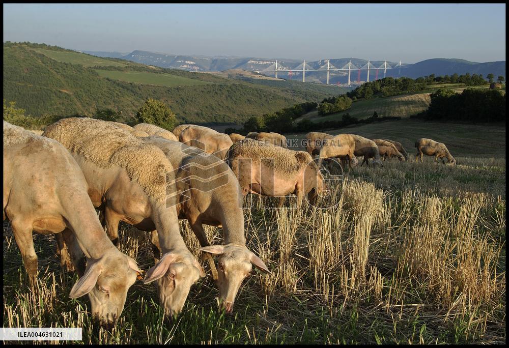 Illustration - Millau