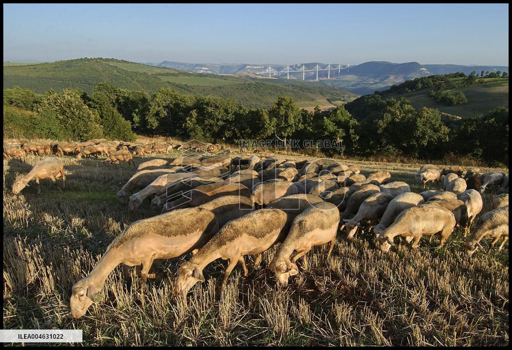 Illustration - Millau