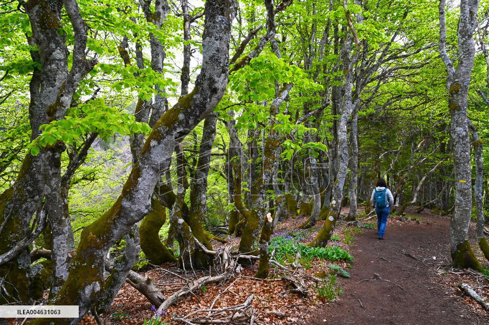 Illustration - Puy-de-Dome
