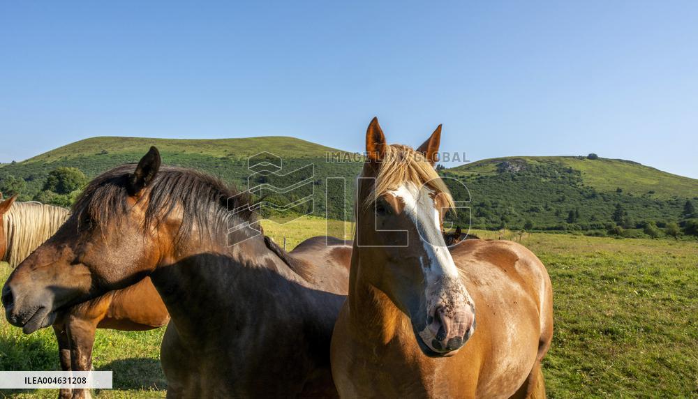 Illustration - Puy-de-Dome