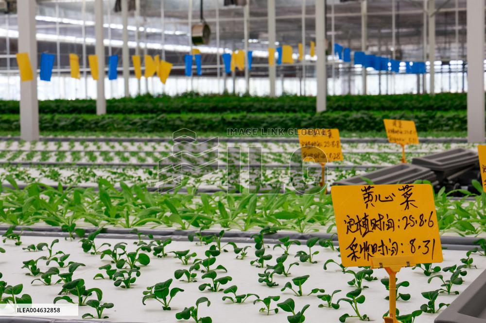 Smart Agriculture Plant Factory Opens in Kuqa Xinjiang - China