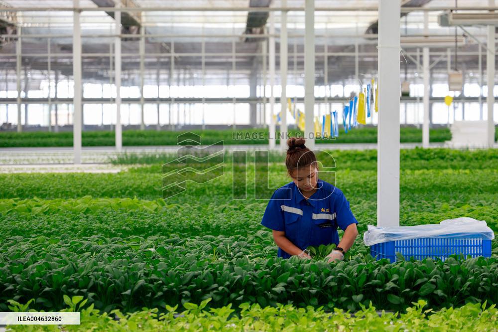 Smart Agriculture Plant Factory Opens in Kuqa Xinjiang - China