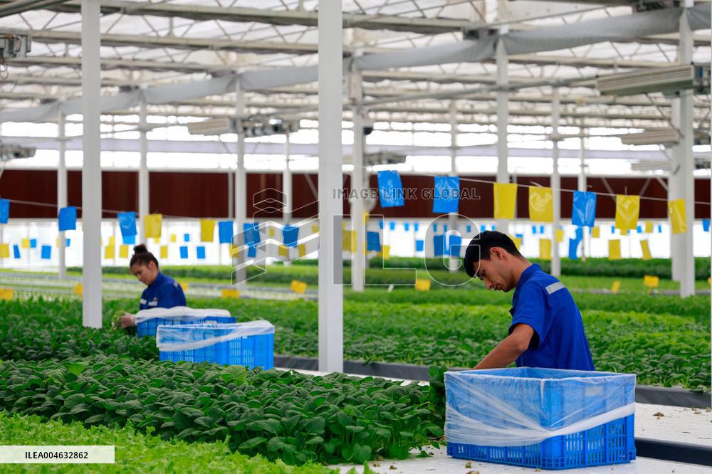Smart Agriculture Plant Factory Opens in Kuqa Xinjiang - China