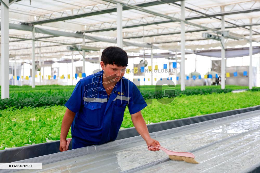 Smart Agriculture Plant Factory Opens in Kuqa Xinjiang - China