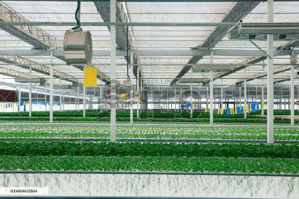 Smart Agriculture Plant Factory Opens in Kuqa Xinjiang - China